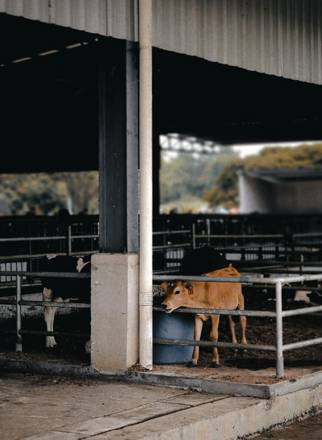 farm